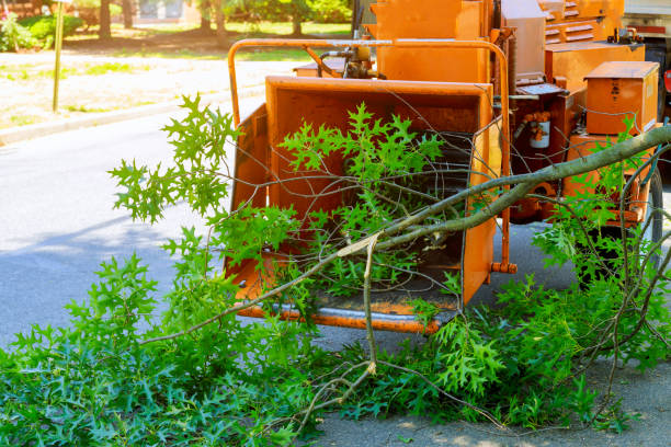 Best Tree Removal Near Me  in Anadarko, OK